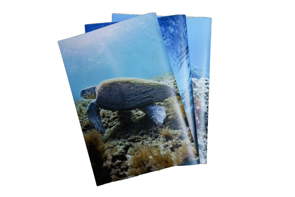 מחברת שורות - צב ים חום