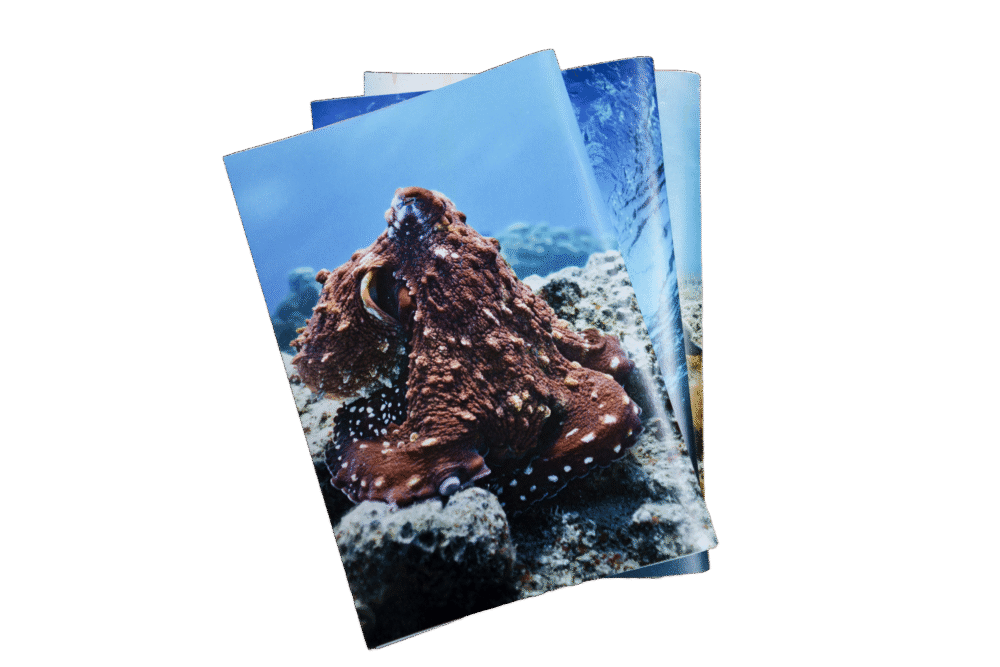 מחברת שורות - תמנון