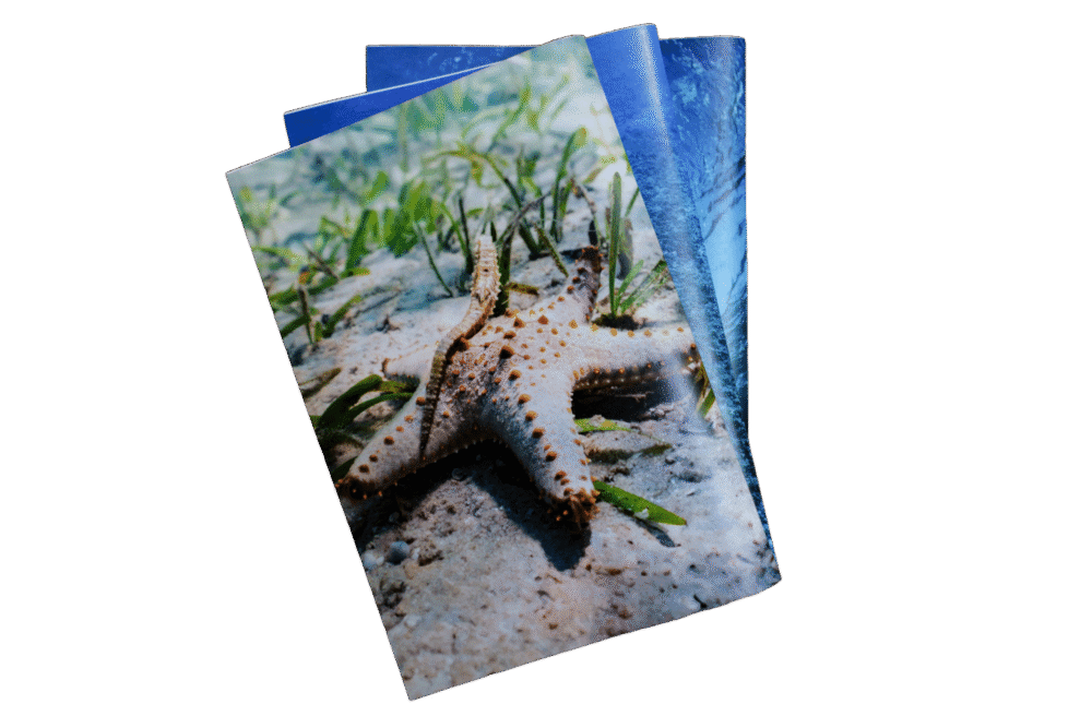 מחברת שורות - סוסון ים נח על כוכב ים