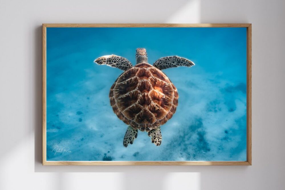 צב יפה כמו ציור