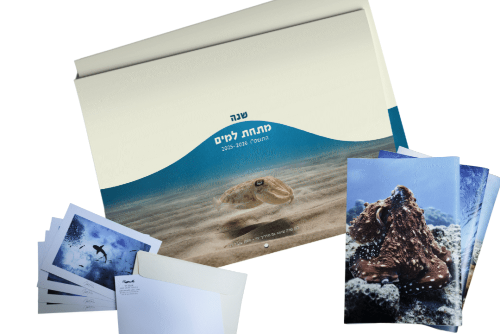 חבילה לאהבי ים 2025-2026