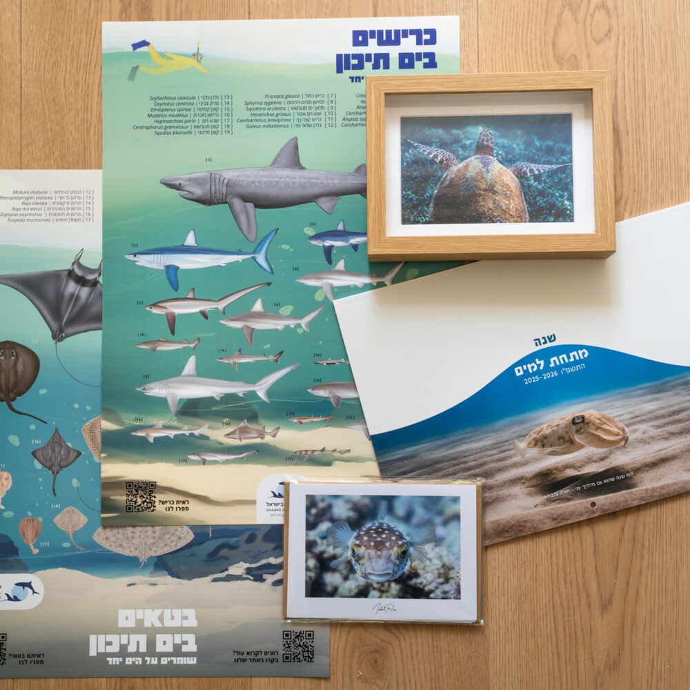 חבילה לאהבי ים וכרישים בישראל