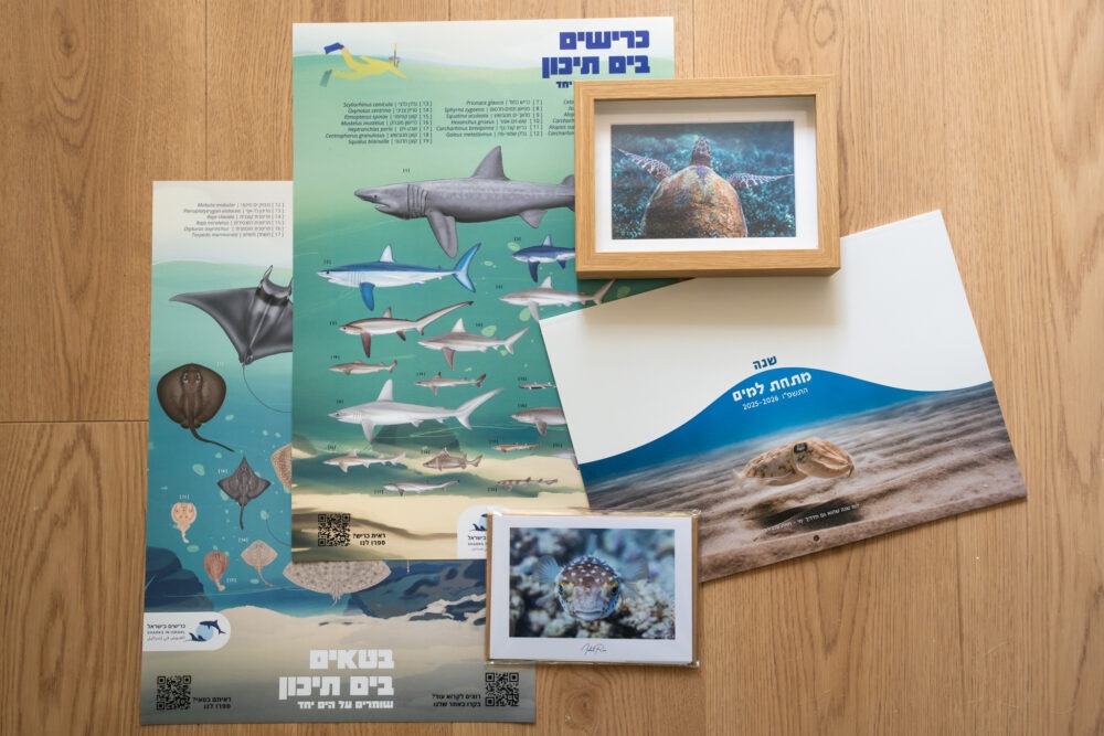 חבילה לאהבי ים וכרישים בישראל