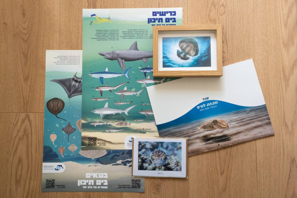 ⁦חבילה לאהבי ים וכרישים בישראל⁩ – תמונה ⁦3⁩