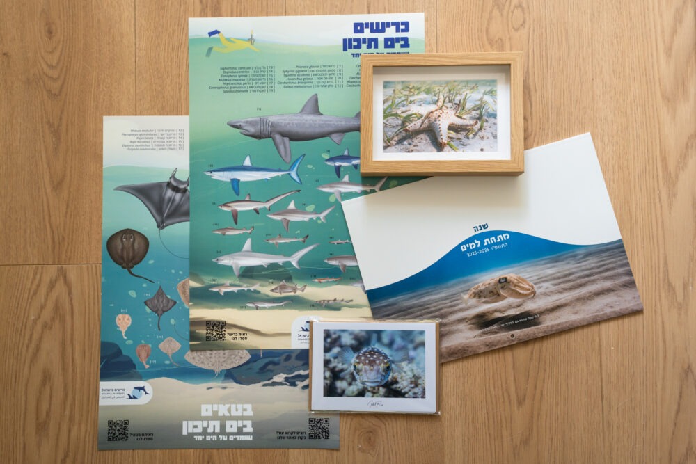 ⁦חבילה לאהבי ים וכרישים בישראל⁩ – תמונה ⁦4⁩