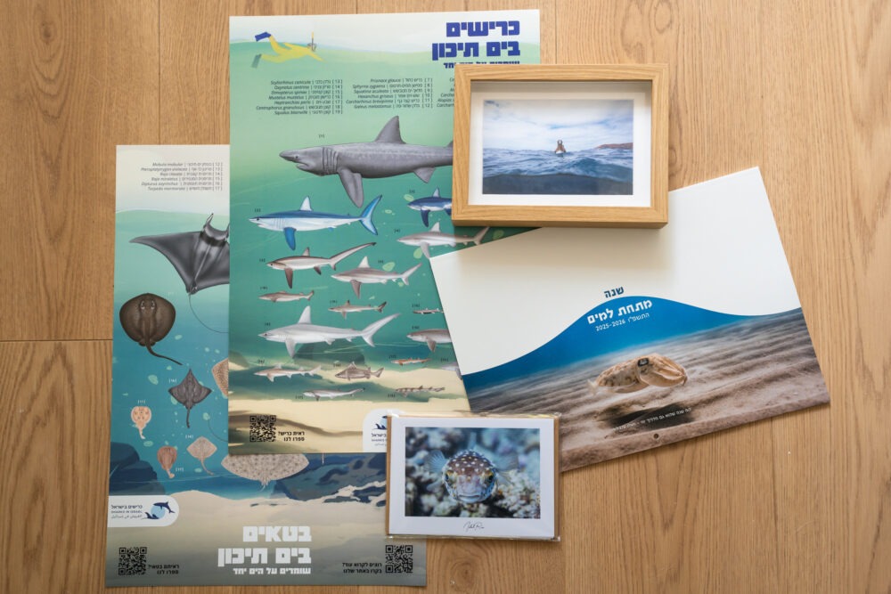 ⁦חבילה לאהבי ים וכרישים בישראל⁩ – תמונה ⁦2⁩