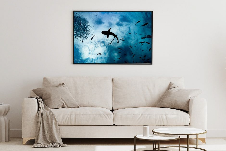 כריש מזווית אחרת – תמונה 5