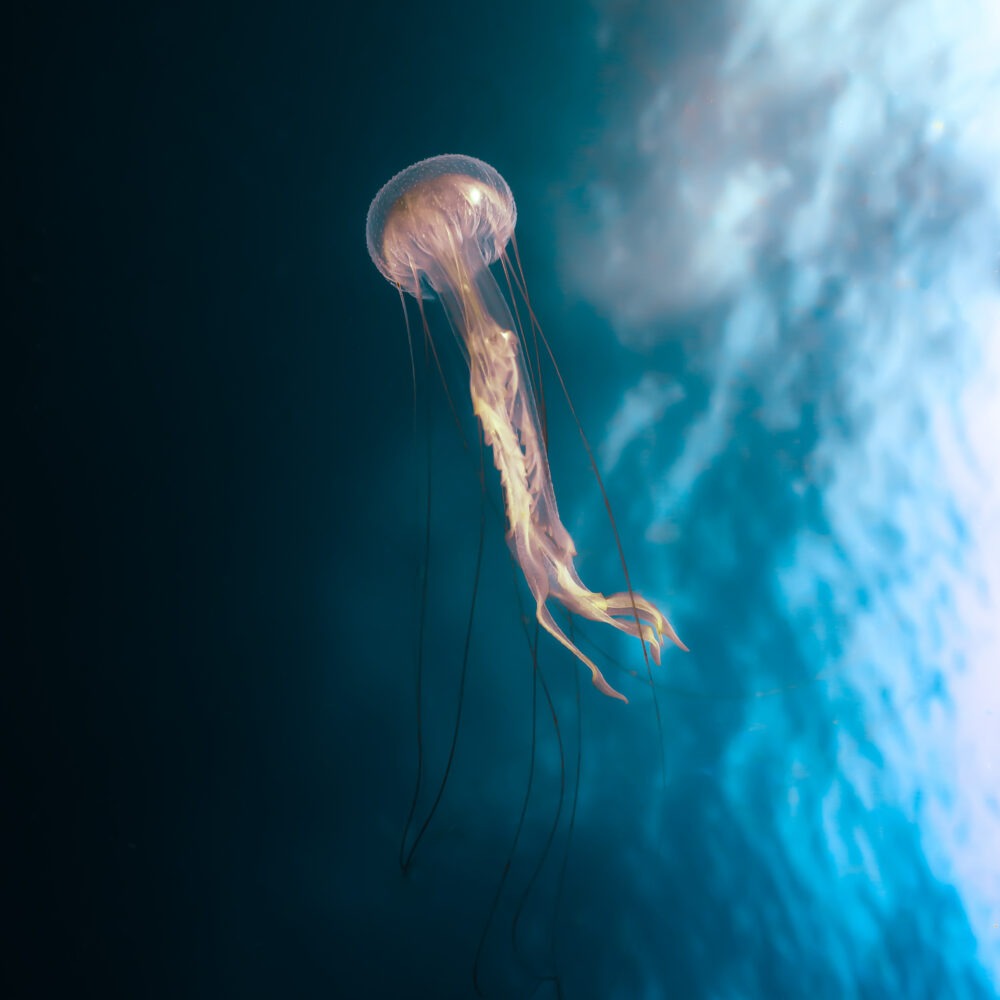 אלגנטיות של מדוזה