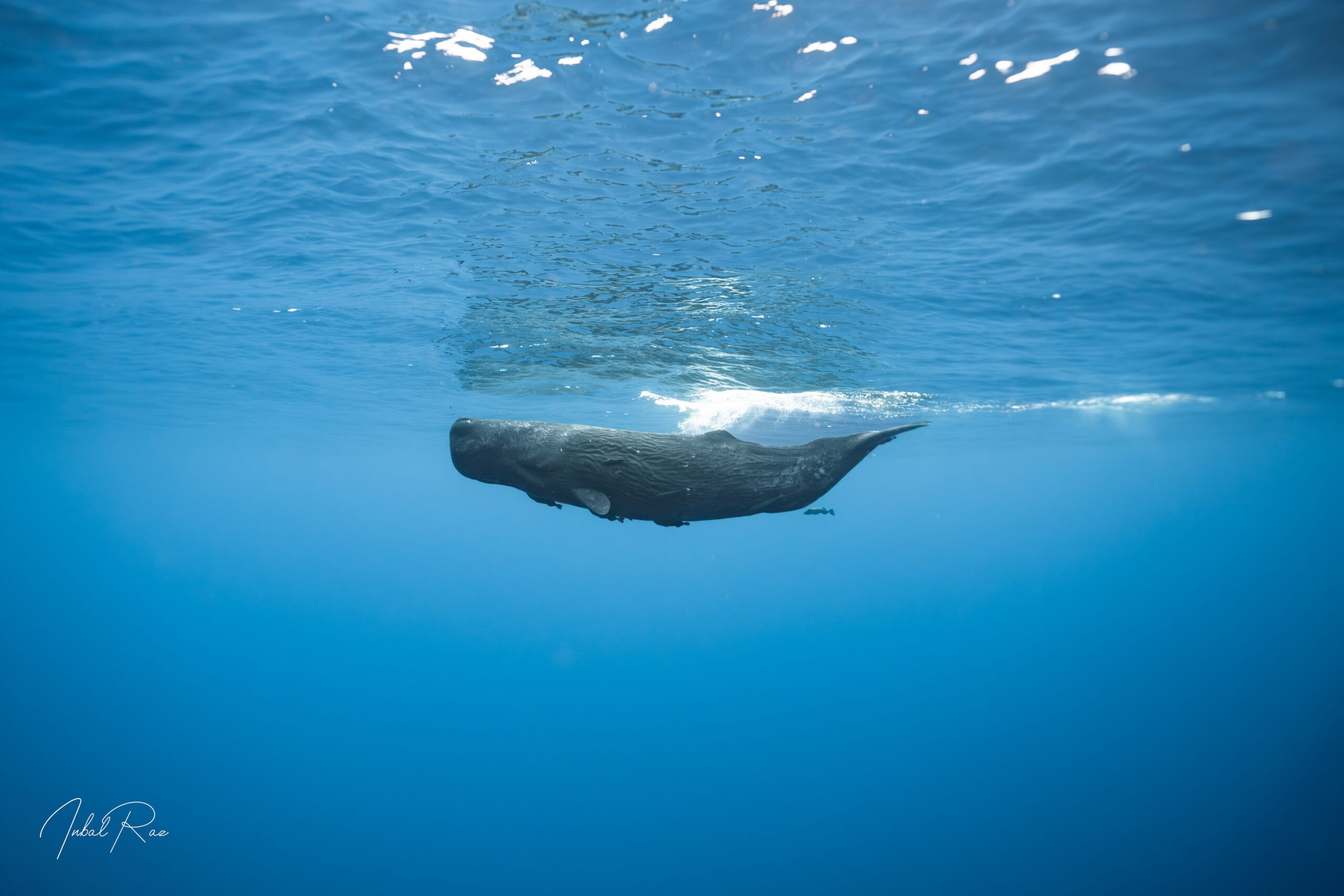 ראשתן בכחול – תמונה 8