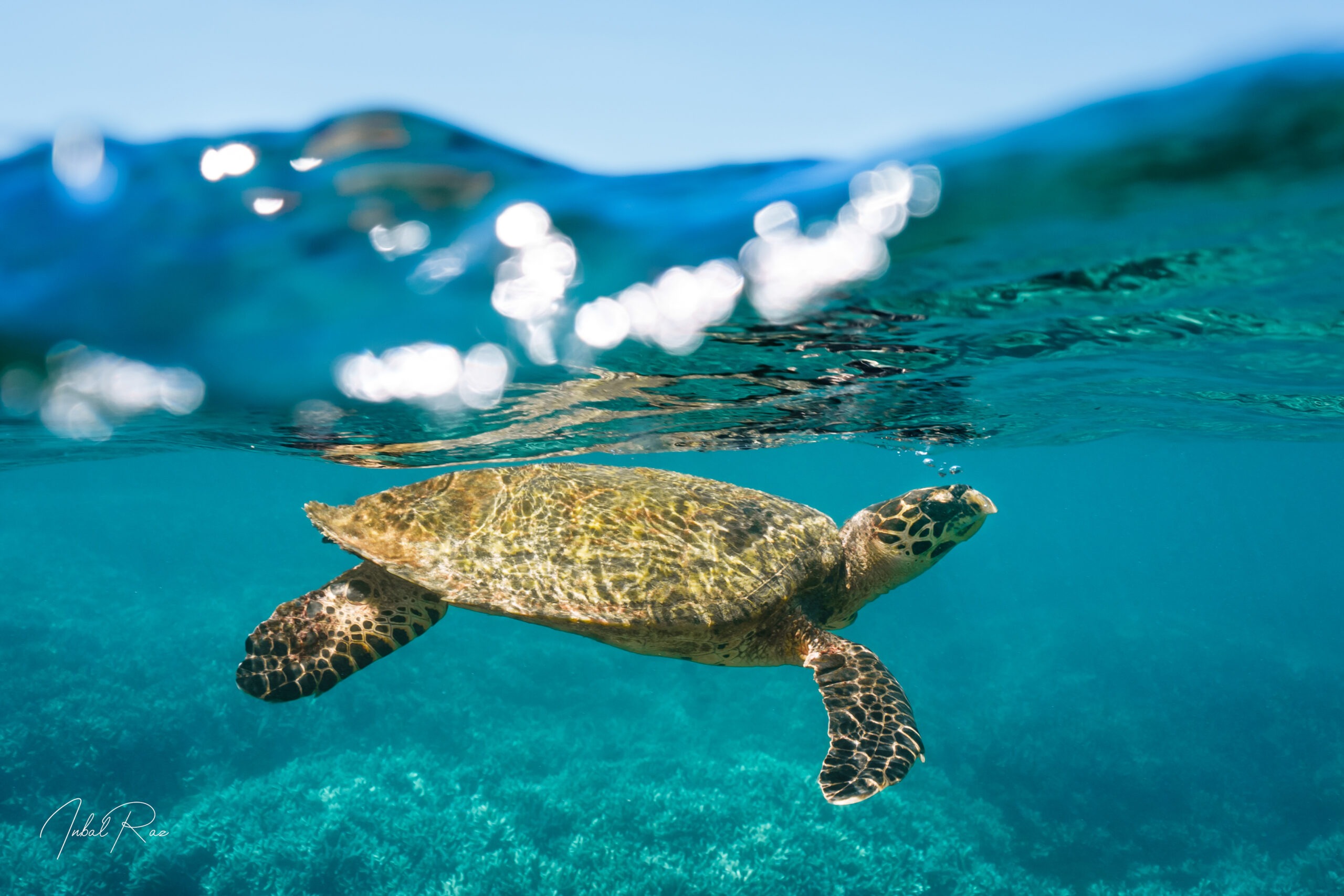 צב בפני המים – תמונה 6