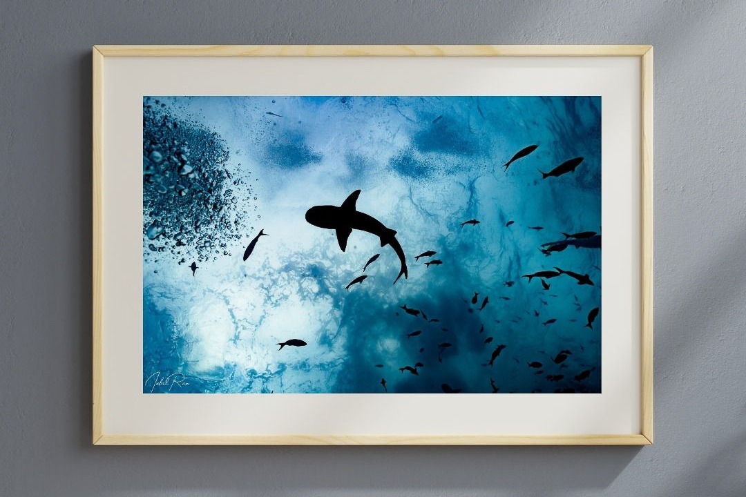 כריש מזווית אחרת – תמונה 6