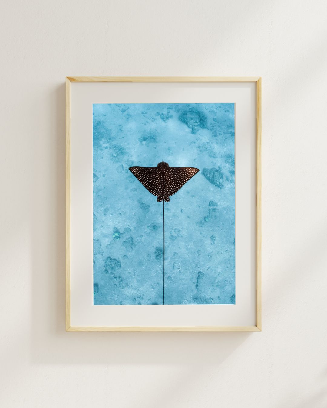 איגל ריי (לאורך) – תמונה 7