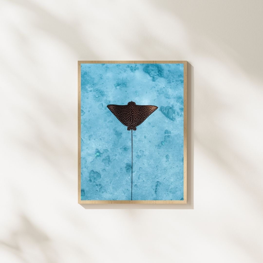 איגל ריי (לאורך) – תמונה 8