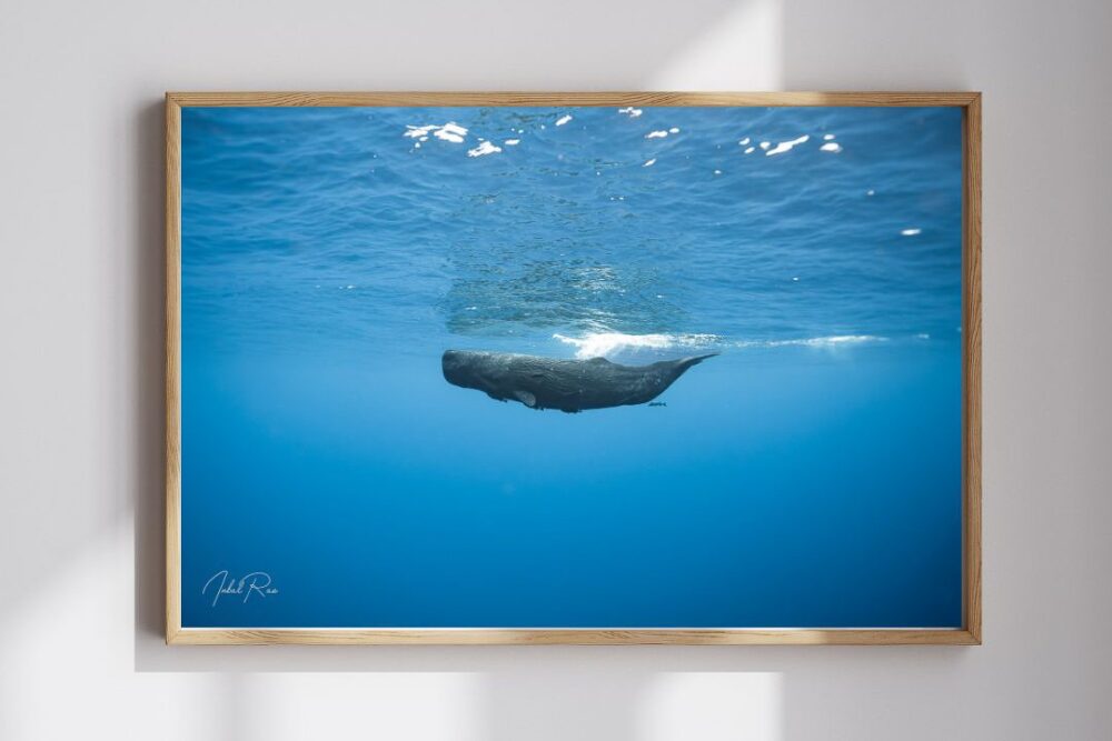 ראשתן בכחול