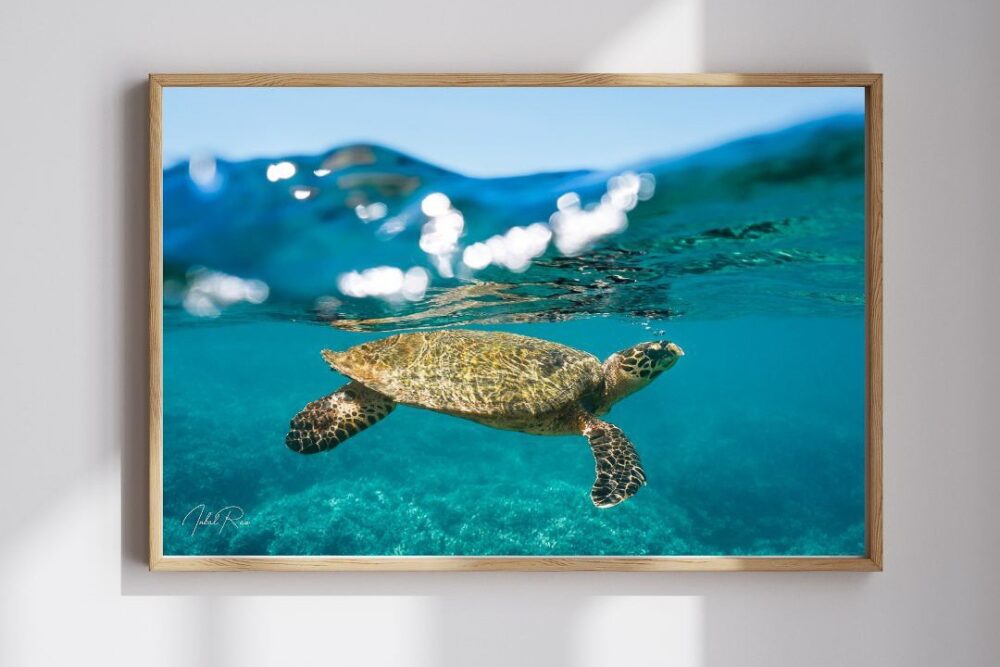 צב בפני המים