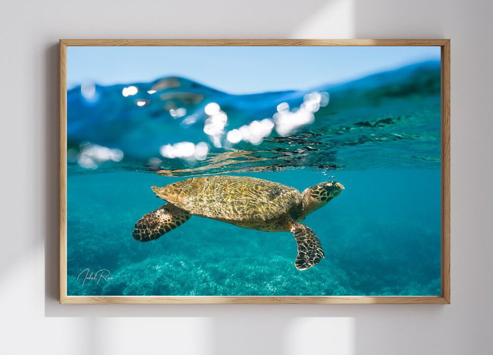 צב בפני המים