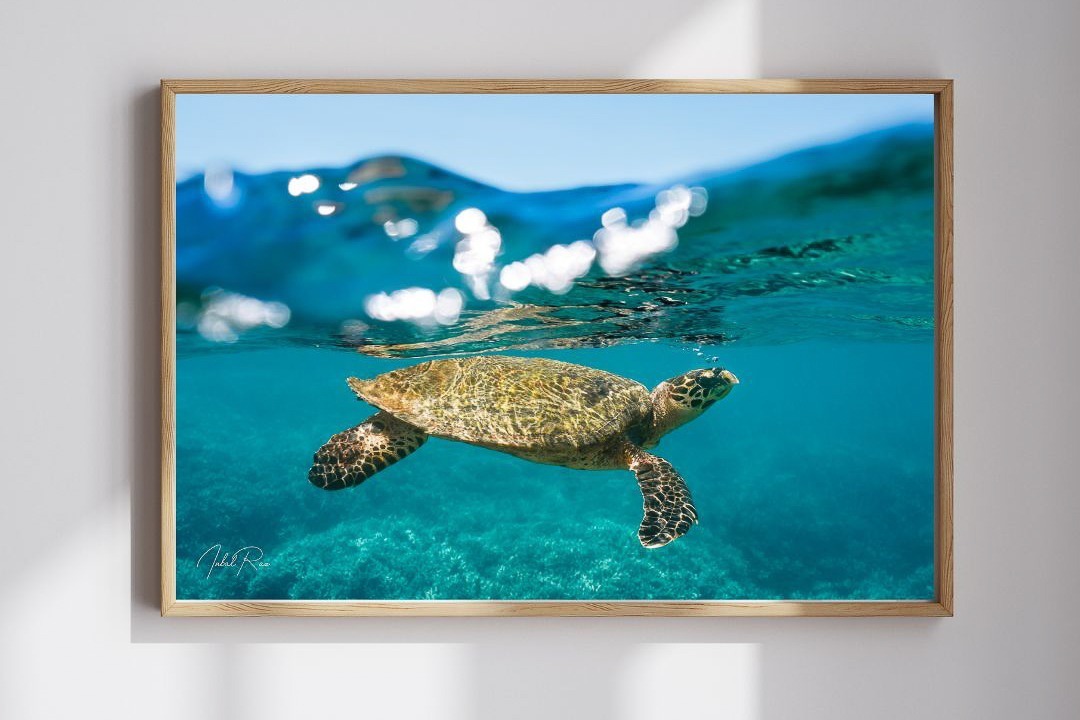 צב בפני המים