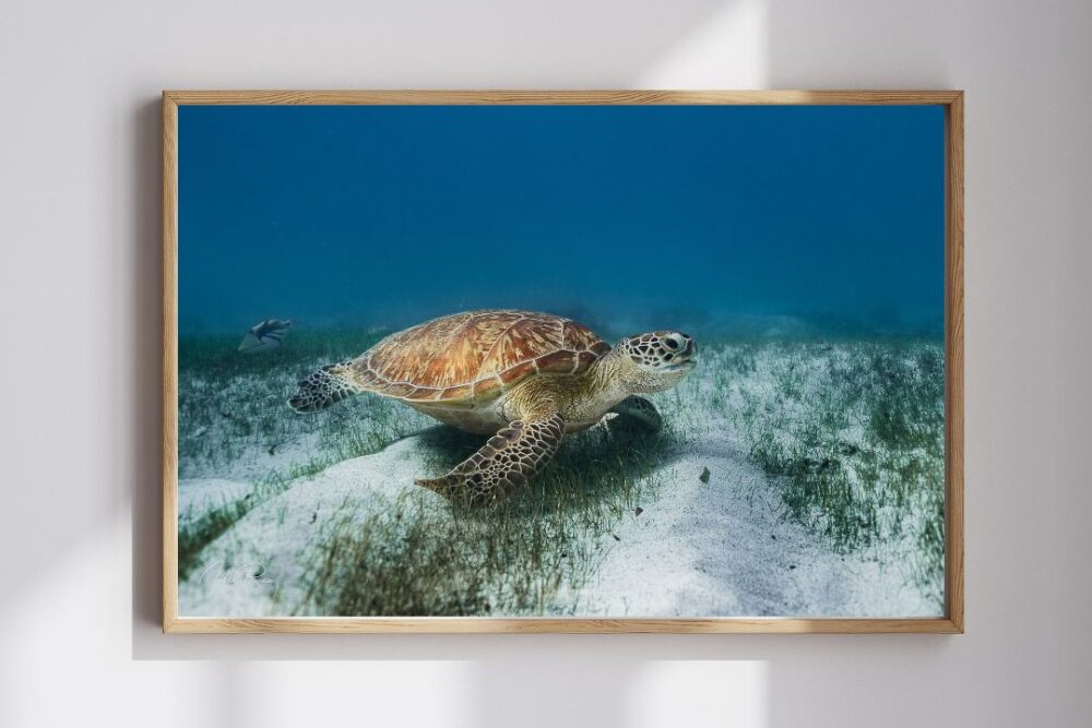 צב ים מאוריציאני