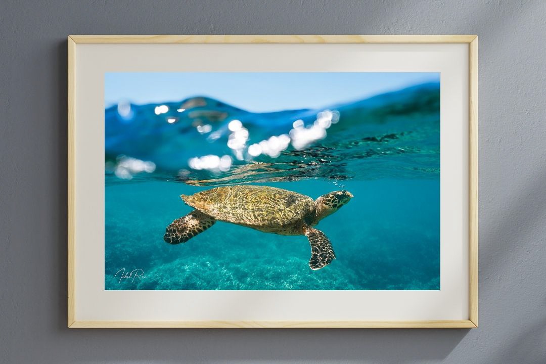 צב בפני המים – תמונה 5