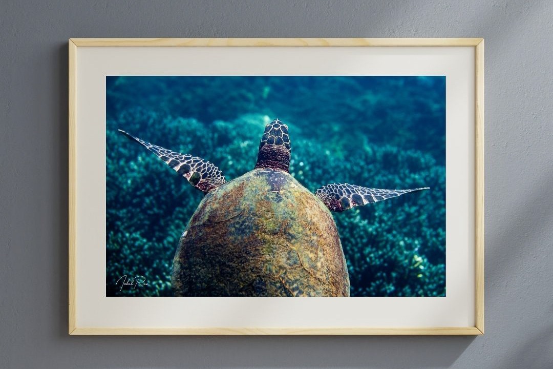 צב ים מרחף – תמונה 6