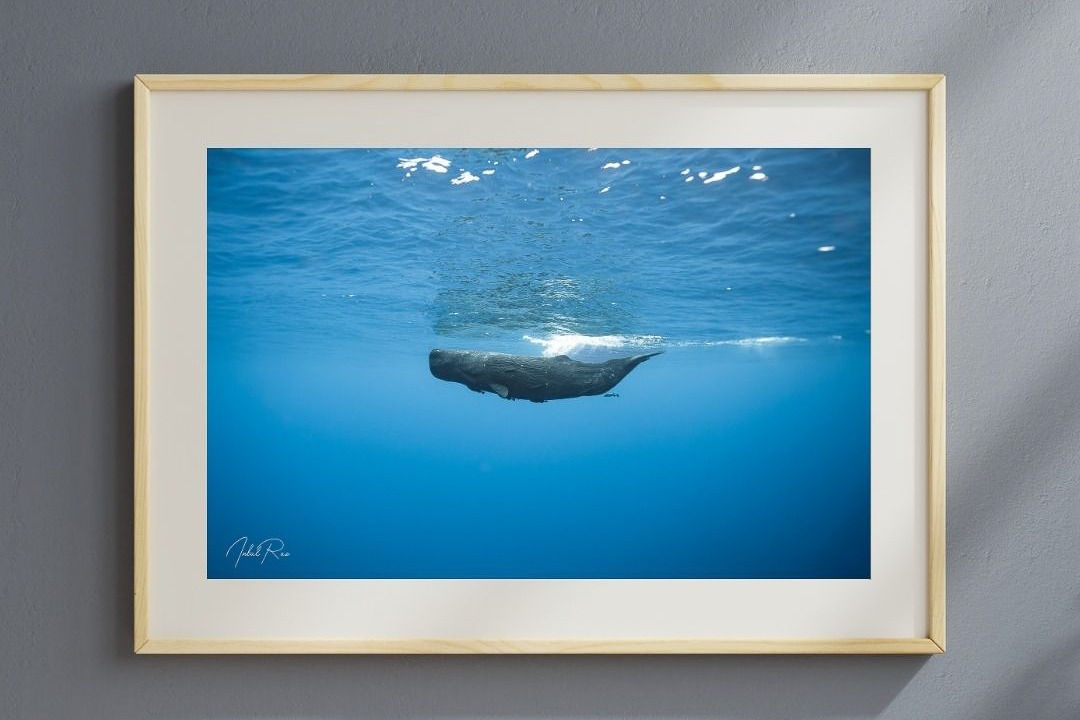 ראשתן בכחול – תמונה 7