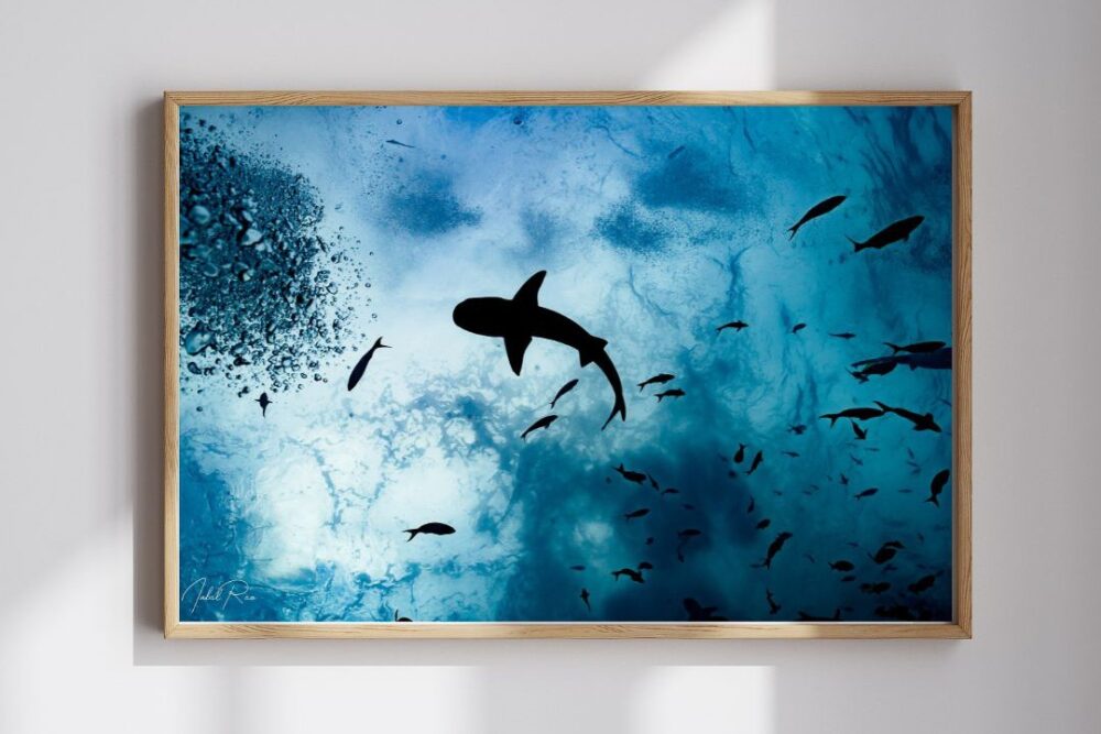 כריש מזווית אחרת