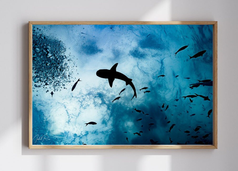 כריש מזווית אחרת