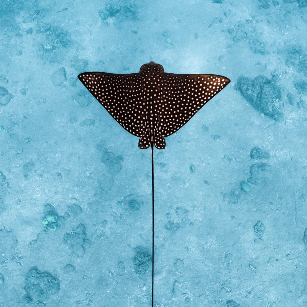 איגל ריי (לאורך)