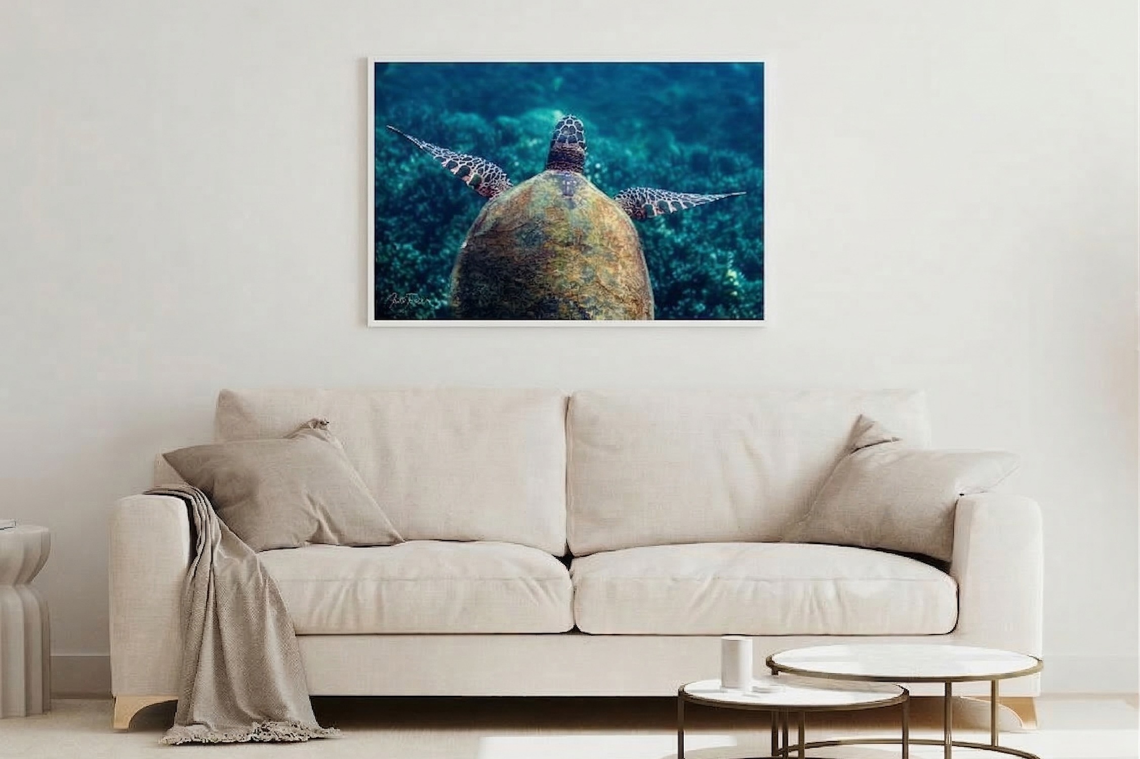 צב ים מרחף – תמונה 8