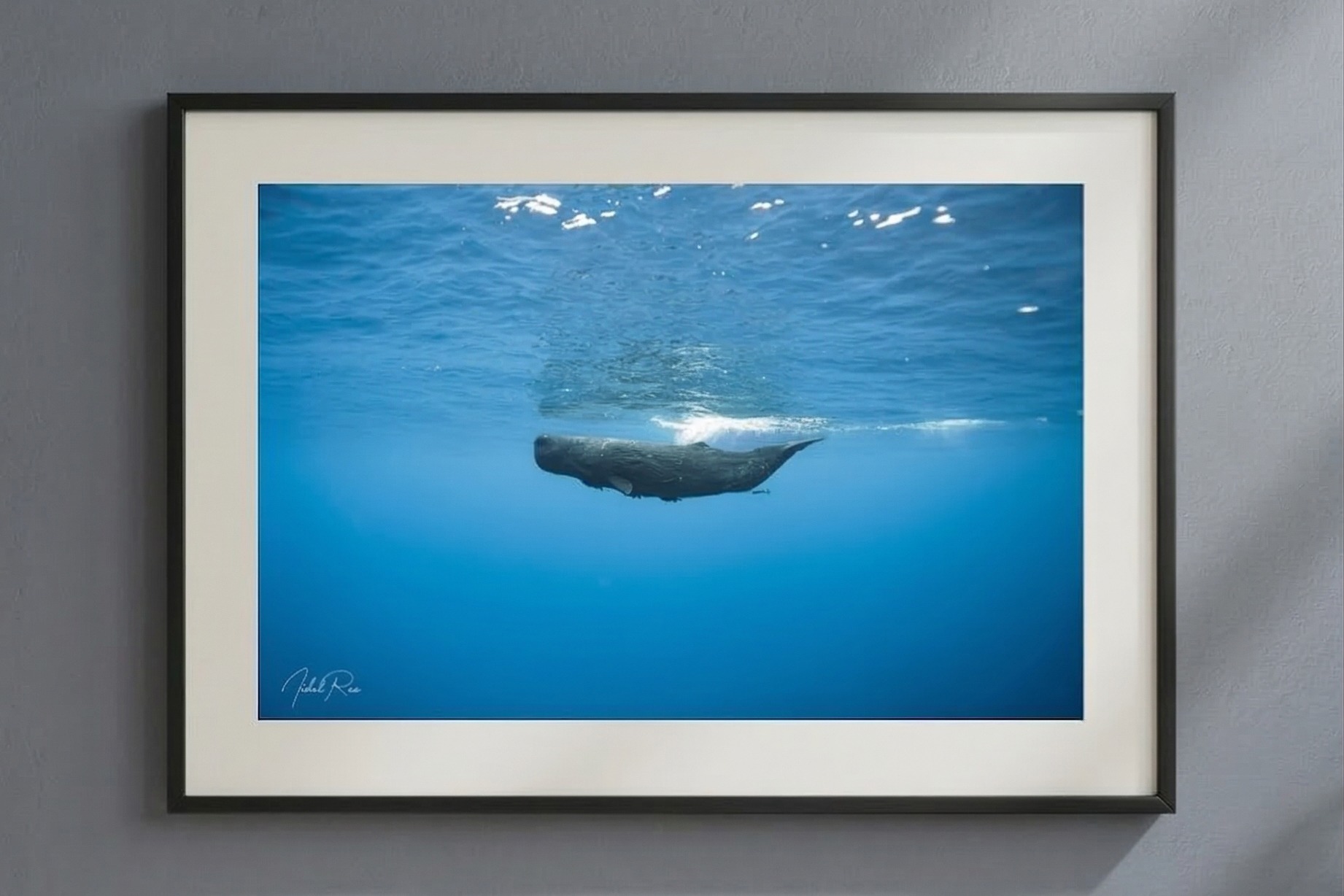 ראשתן בכחול – תמונה 3