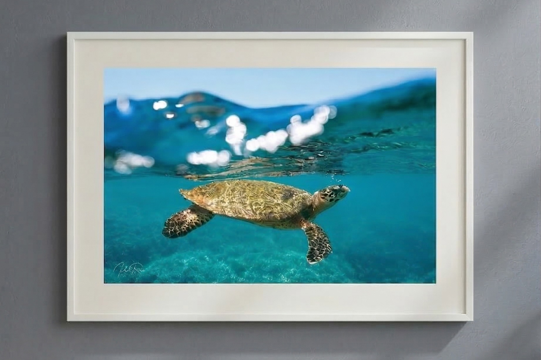 צב בפני המים – תמונה 7