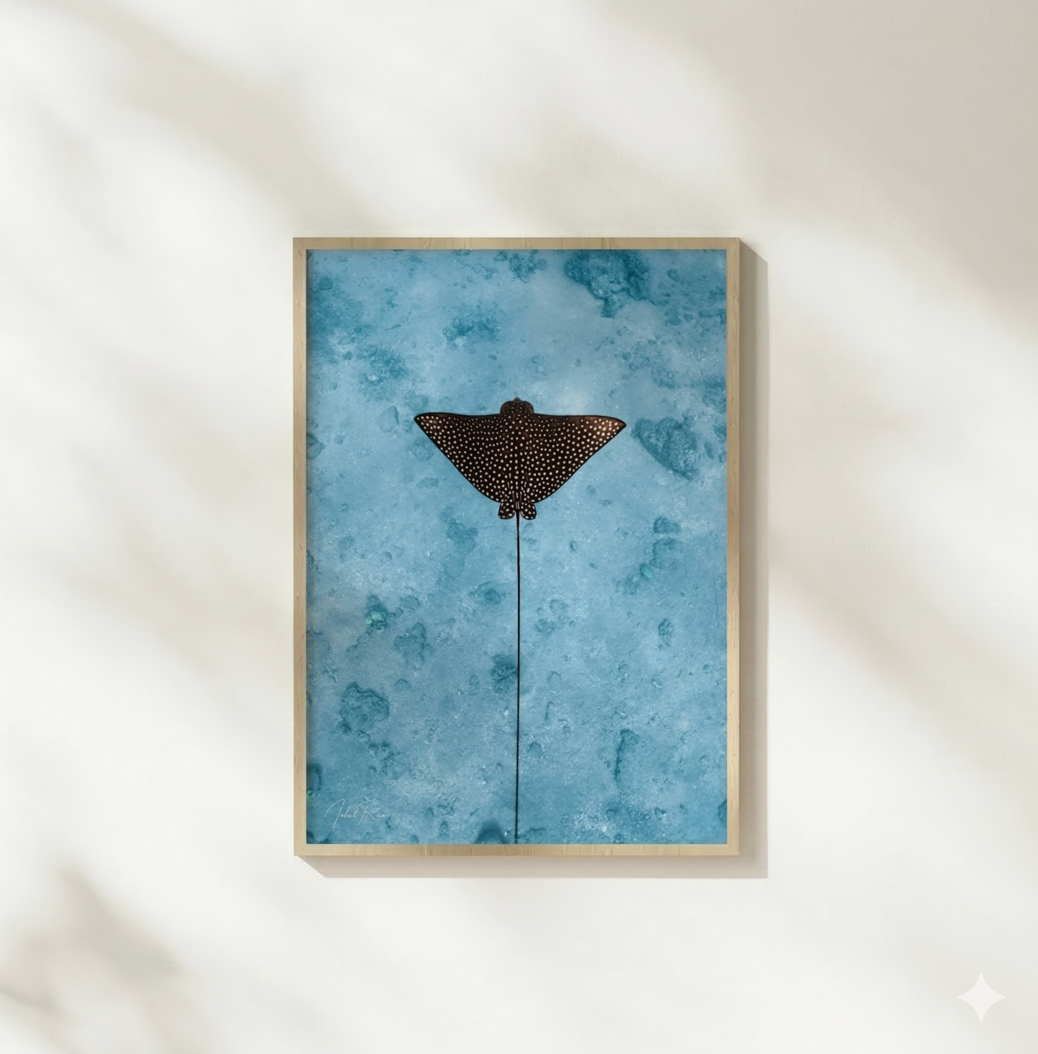 איגל ריי (לאורך) – תמונה 4