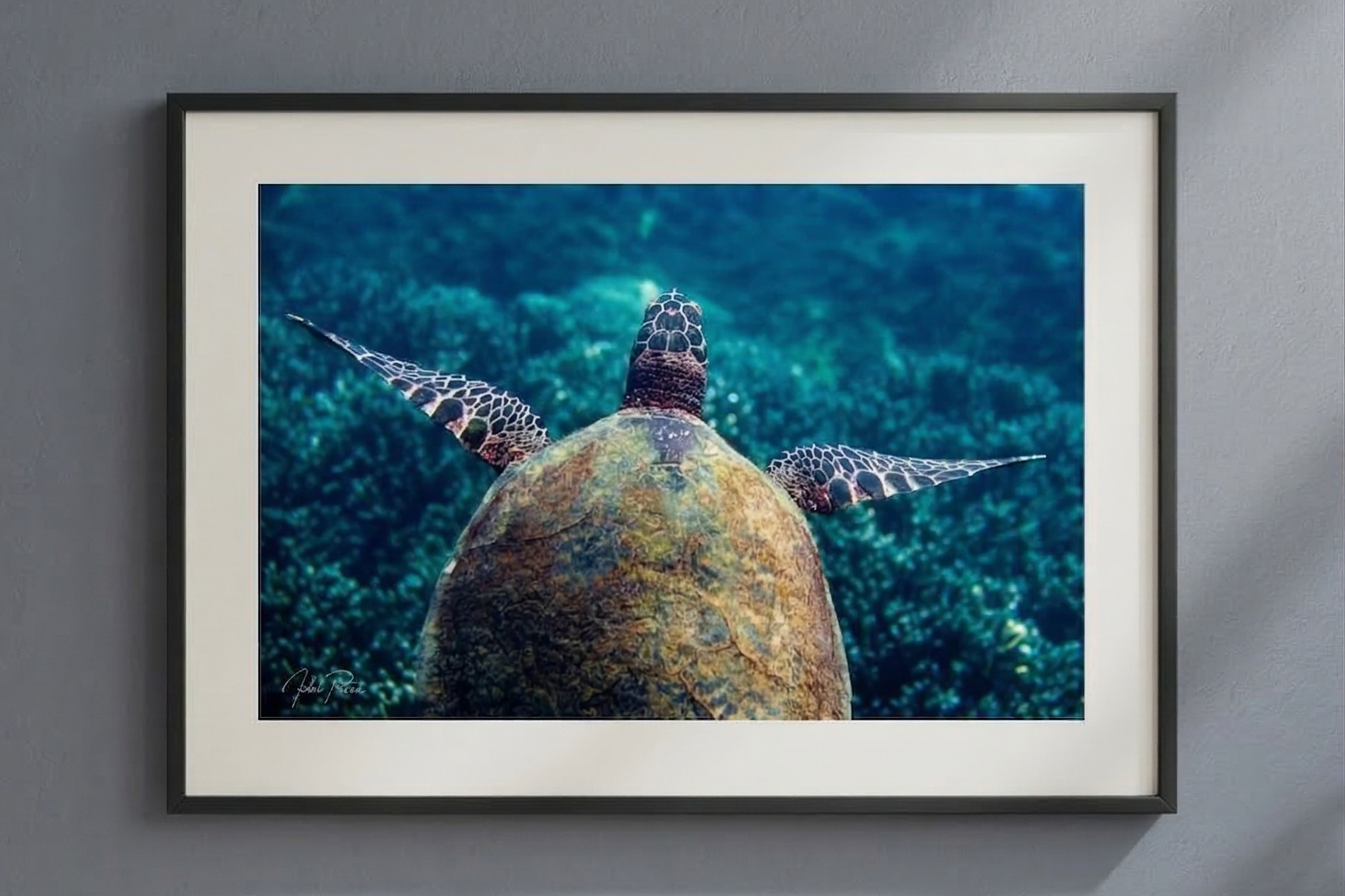 צב ים מרחף – תמונה 3