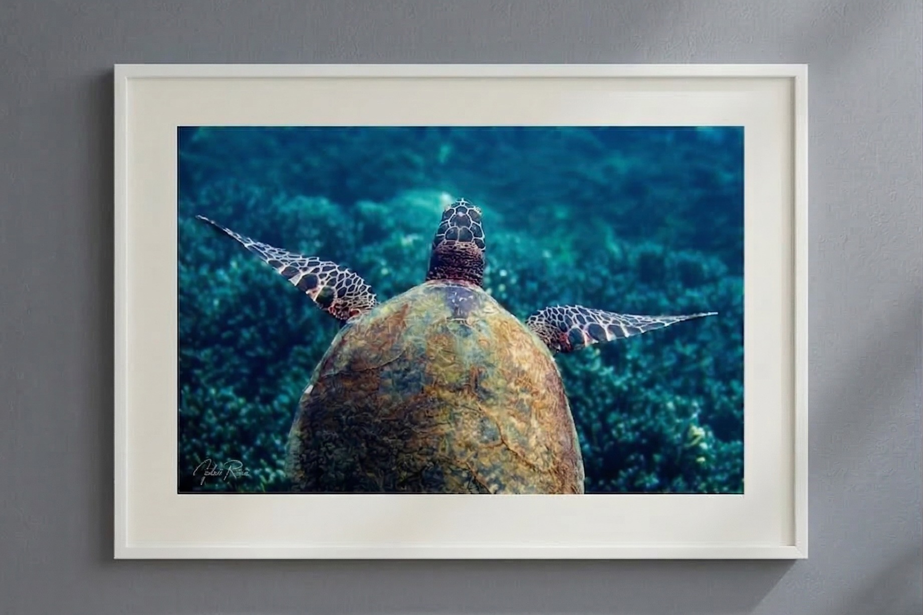 צב ים מרחף – תמונה 4