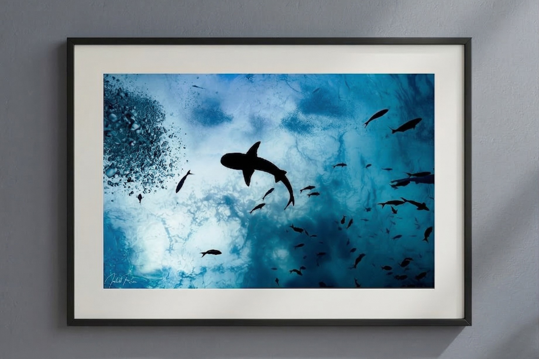 כריש מזווית אחרת – תמונה 3