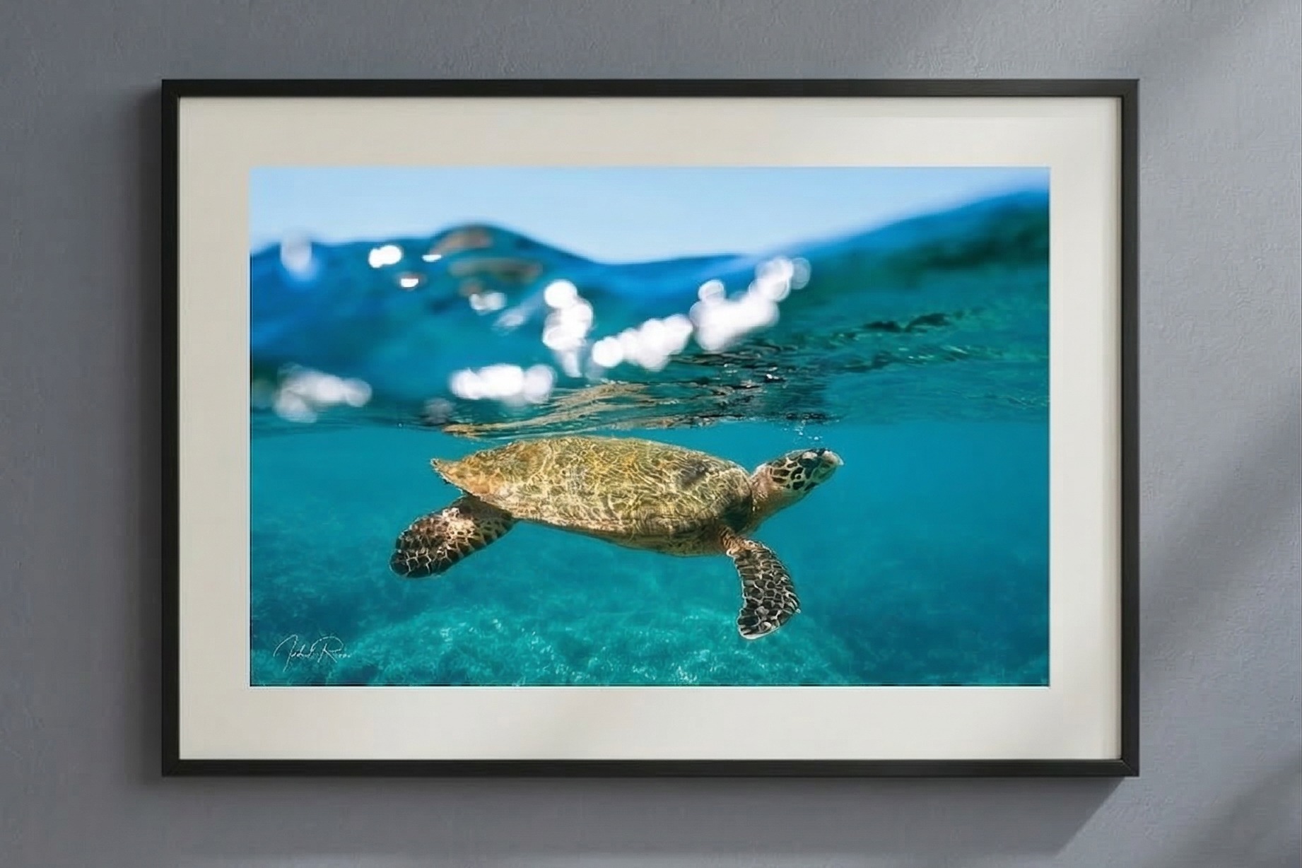 צב בפני המים – תמונה 3